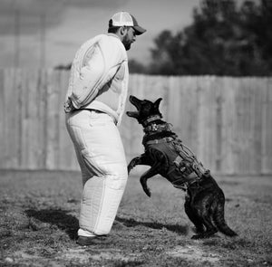 How CBD Can Help Dogs with Anxiety: Understanding the Science and Solutions